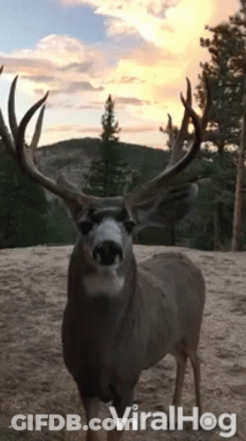 A Deer With Antlers Is Standing In The Dirt And Looking At The Camera With A Sunset In The Background . GIF