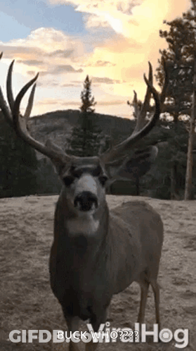 A Deer With Antlers Is Standing In The Dirt And Looking At The Camera With The Caption Buck Who ? GIF