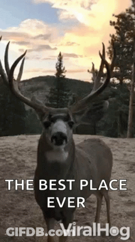 A Deer With Antlers Is Standing In The Dirt With The Words `` The Best Place Ever '' Written Above It . GIF