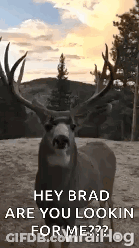 A Deer With Antlers Is Standing In The Woods And Looking At The Camera With Trees In The Background . GIF
