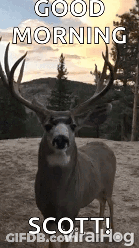 A Deer With Antlers Is Standing On A Dirt Field And Says Good Morning Scott Viralhog . GIF