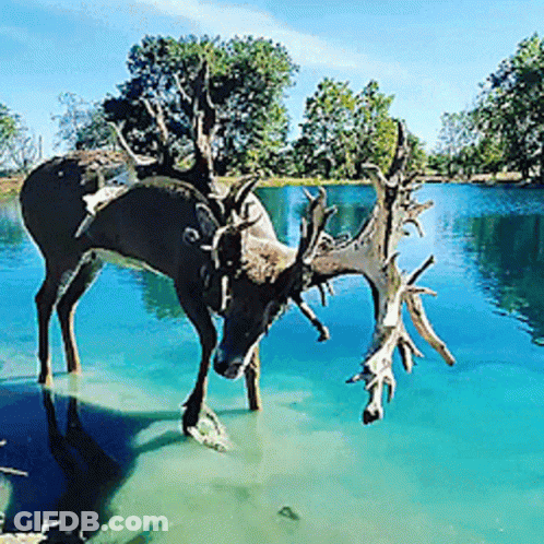 A Deer With Antlers Standing In The Water GIF