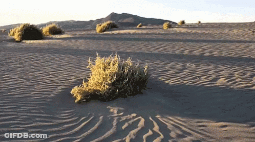 A Desert Landscape With A Small Plant In The Foreground GIF