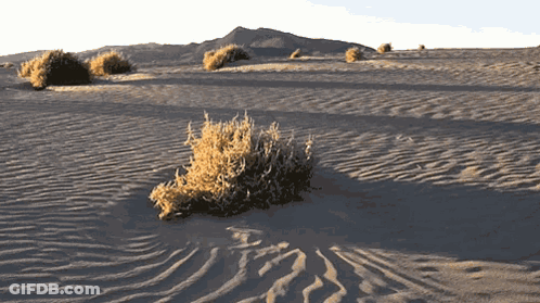A Desert Landscape With A Small Plant In The Middle GIF