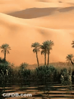 A Desert Landscape With Palm Trees In The Foreground And Sand Dunes In The Background GIF