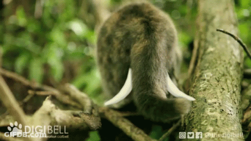 A Digibell Logo Can Be Seen On The Bottom Of A Tree GIF