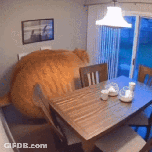 A Dining Room Table With A Large Orange Cat Sitting On It GIF