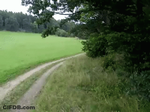 A Dirt Road Going Through A Grassy Field With Trees On The Side GIF