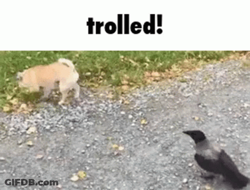 A Dog And A Bird Are Walking On A Gravel Road . GIF
