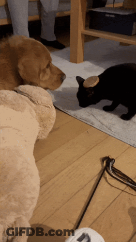 A Dog And A Black Cat Are Looking At Each Other On The Floor GIF