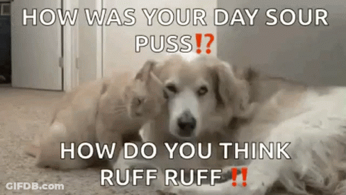 A Dog And A Cat Are Laying Next To Each Other On The Floor In A Room . GIF