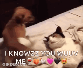 A Dog And A Cat Are Laying On A Bed And The Dog Is Saying I Knowzz You Wuuv Me . GIF