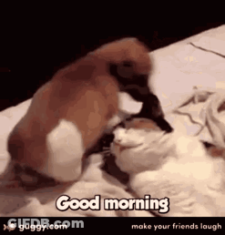 A Dog And A Cat Are Laying On A Bed With The Words Good Morning Make Your Friends Laugh On The Bottom GIF