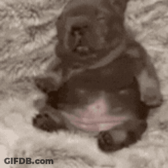 A Dog And A Cat Are Laying On A Blanket . GIF