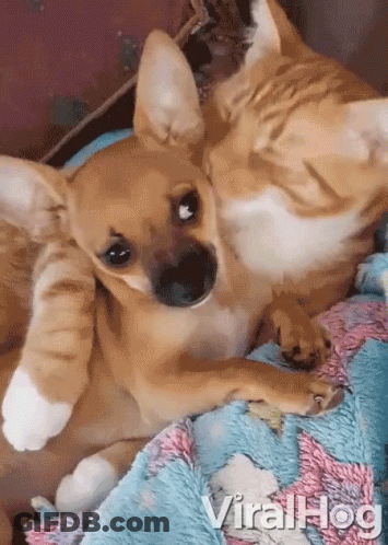 A Dog And A Cat Are Laying On A Blanket With Viralhog Written On The Bottom Right GIF