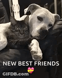 A Dog And A Cat Are Laying On A Couch With The Words `` New Best Friends '' Written Above Them . GIF