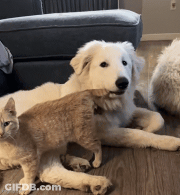 A Dog And A Cat Are Laying On A Wooden Floor And The Dog Is Looking At The Cat GIF
