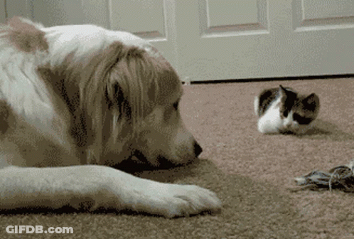 A Dog And A Cat Are Laying On The Floor GIF