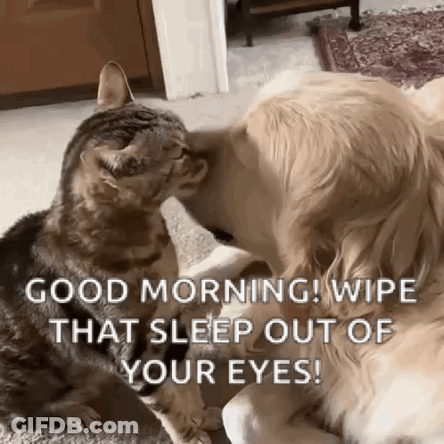 A Dog And A Cat Are Looking At Each Other And The Dog Is Saying Good Morning Wipe That Sleep Out Of Your Eyes . GIF
