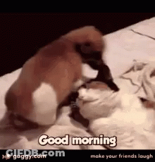 A Dog And A Cat Are Playing On A Bed And The Dog Is Saying `` Good Morning '' . GIF