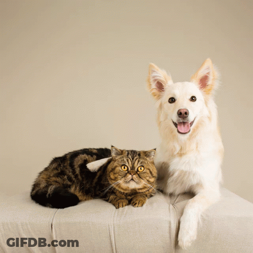 A Dog And A Cat Are Sitting Next To Each Other With The Words Together We Can Get Through Anything GIF