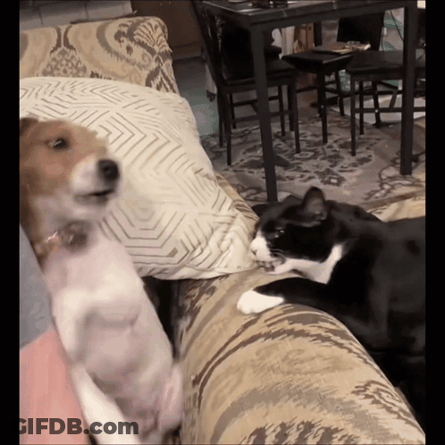 A Dog And A Cat Are Sitting On A Couch Looking At Each Other GIF