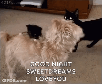 A Dog And A Cat Are Standing Next To Each Other On The Floor And The Cat Is Saying `` Good Night Sweetdreams Love You '' GIF