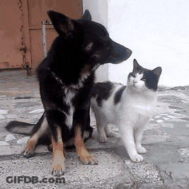 A Dog And A Cat Are Standing Next To Each Other GIF