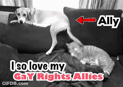 A Dog And A Cat Laying On A Couch With The Words " Ally " On The Bottom GIF