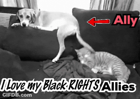 A Dog And A Cat Laying On A Couch With The Words " Ally " Written Above Them GIF