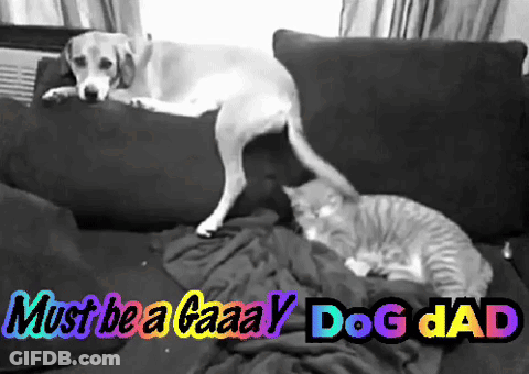A Dog And A Cat On A Couch With The Words Must Be A Gaaaay Dog Dad GIF