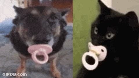 A Dog And A Cat With Pacifiers In Their Mouths GIF