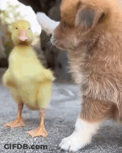 A Dog And A Duck Are Standing Next To Each Other GIF