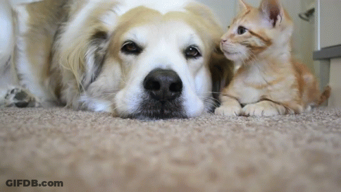 A Dog And A Kitten Are Laying Next To Each Other On The Floor GIF