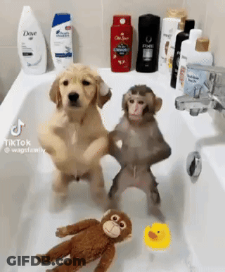 A Dog And A Monkey Are Standing In A Bathtub With A Stuffed Monkey . GIF
