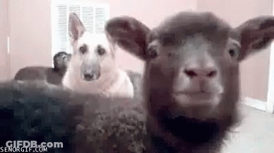 Dog And Sheep Sitting Next To Each Other Looking At Camera GIF