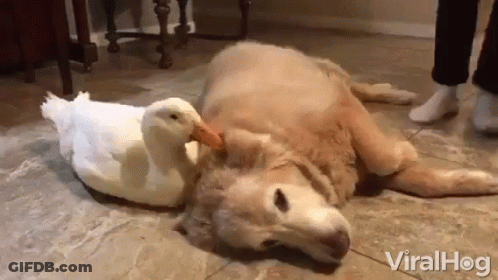 A Dog And A White Duck Are Laying On The Floor . GIF