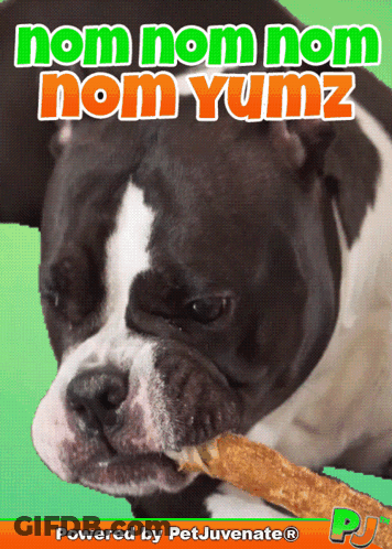A Dog Chewing On A Stick With The Words Nom Nom Nom Nom Yumz Written Above It GIF