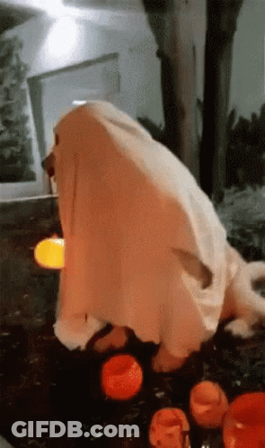 A Dog Dressed As A Ghost Is Standing In Front Of Pumpkins . GIF