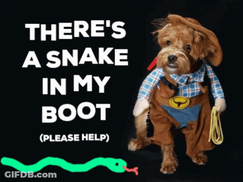 A Dog Dressed In A Cowboy Costume With The Words There 'S A Snake In My Boot Above It GIF