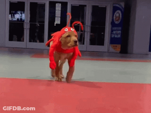 A Dog Dressed In A Lobster Costume Is Running On A Red Floor GIF