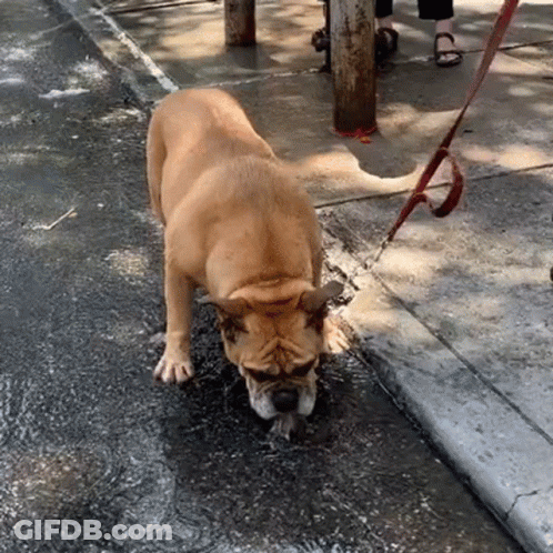 A Dog Drinking Water From A Puddle On The Sidewalk GIF