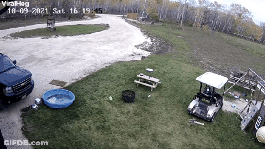 A Dog Drive The Golf Cart Then Crashed GIF