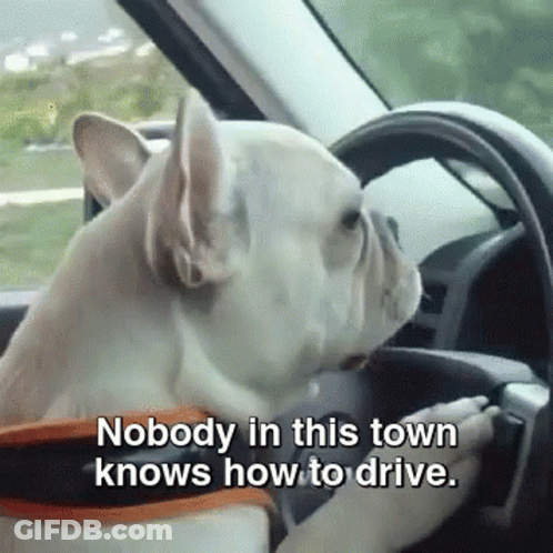 A Dog Driving A Car With The Words Nobody In This Town Knows How To Drive Below It GIF