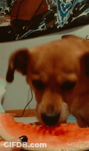 A Dog Eating A Slice Of Watermelon With A Basketball On The Wall Behind It GIF