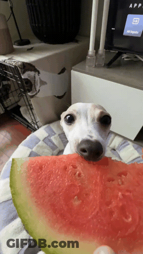 A Dog Eating A Slice Of Watermelon With A Tv In The Background GIF