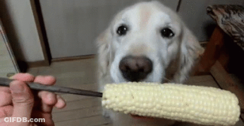 A Dog Eating Corn On The Cob With A Pair Of Chopsticks GIF