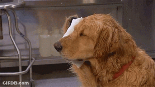 A Dog Holding A Piece Of Toilet Paper In Its Mouth . GIF