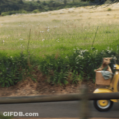 A Dog In A Basket Is Riding A Yellow Scooter GIF