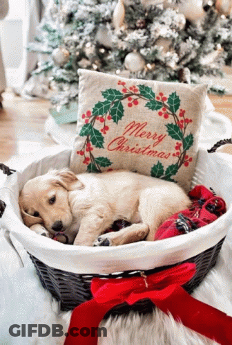 A Dog In A Basket With A Merry Christmas Pillow GIF
